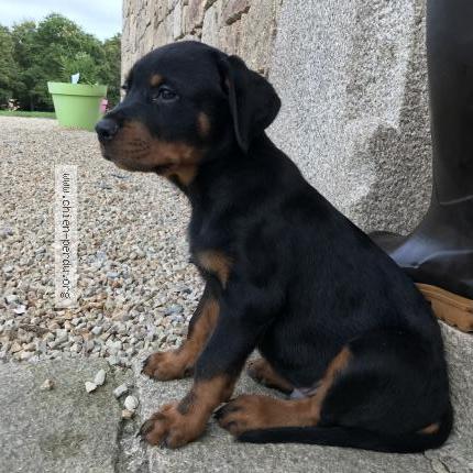 Photo 1/1 Chien retrouvé Perdu à Motreff