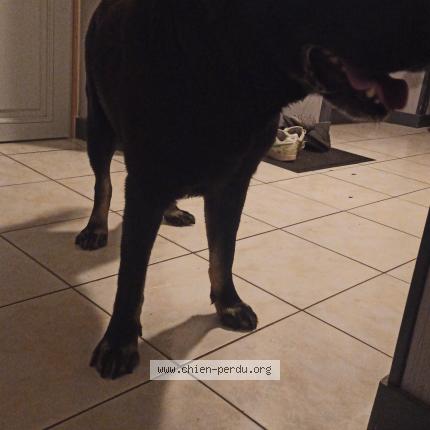 Photo de chien trouvé à Allonne