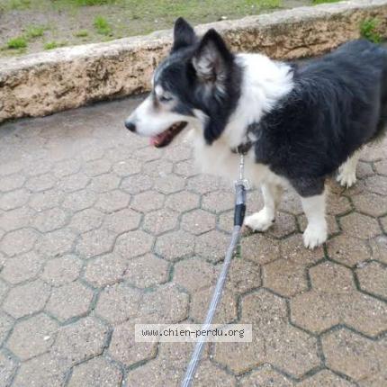 Photo 1/1 Chien retrouvé Trouvé à St mandrier sur mer