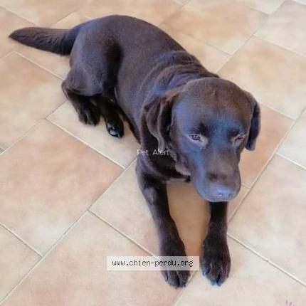 Photo de chien perdu à Serignac