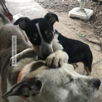 Photo de chien perdu à Scaer