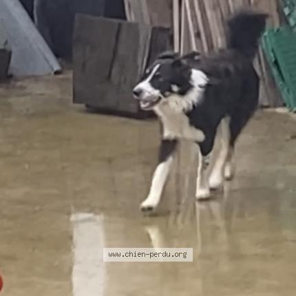 Photo 1/1 Chien retrouvé Perdu à Lumbres