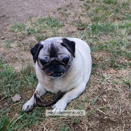 Photo de chien perdu à Mercuer