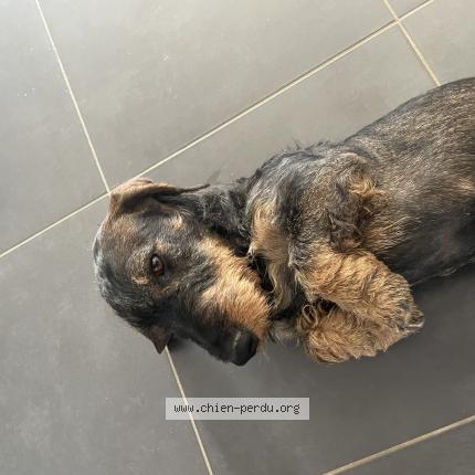 Photo 1/1 Chien retrouvé Perdu à Artenay