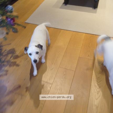 Photo de chien trouvé à Morsang Sur Orge