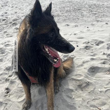 Photo de chien perdu à Le Pontet