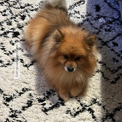 Photo de chien trouvé à Valserhone