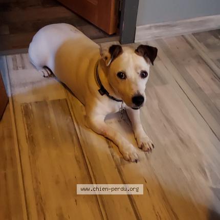 Photo de chien perdu à Morsang Sur Orge