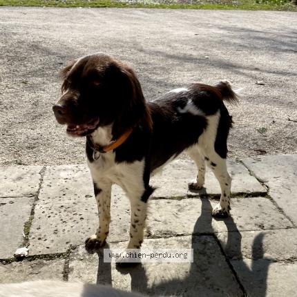 Photo de chien perdu à Morvillars