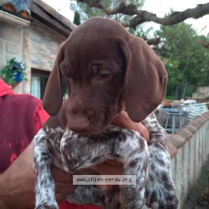 Photo de chien perdu à Pignan