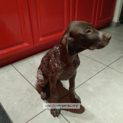 Photo 2/2 Chien retrouvé Perdu à Pignan