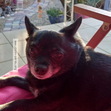 Photo de chien perdu à Espondeilhan