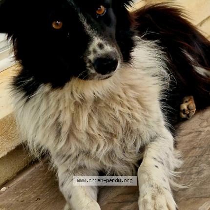 Photo de chien perdu à Bezouce
