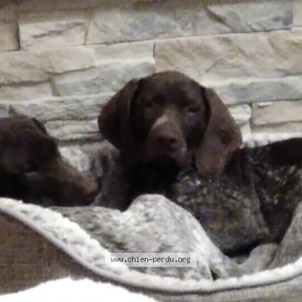 Photo de chien perdu à Pignan