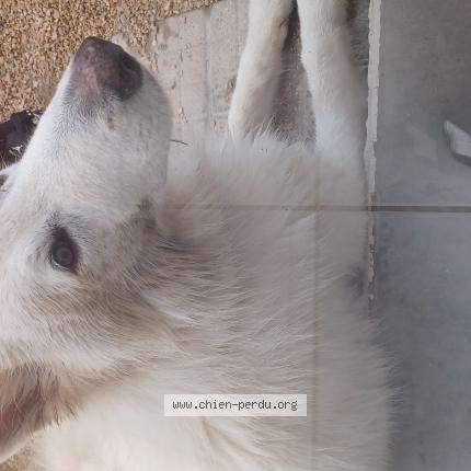 Photo de chien perdu à Bourg En Bresse