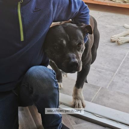 Photo 1/1 Chien retrouvé Perdu à Vitrolles 13127