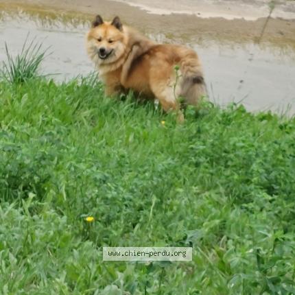 Photo 1/1 Chien retrouvé Perdu à Beziers
