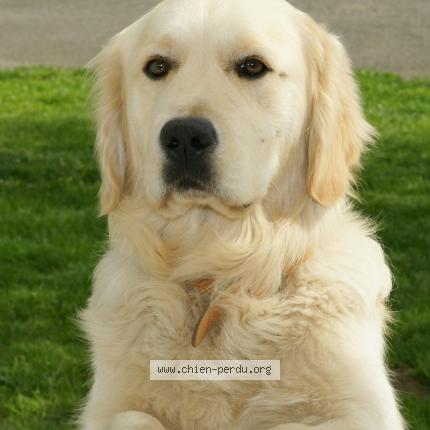 Photo 1/1 Chien retrouvé Perdu à 64800 Arros De Nayy