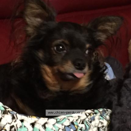 Photo de chien perdu à Heillecourt