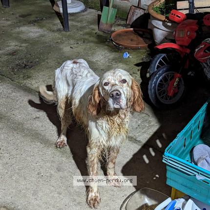 Photo de chien trouvé à Sainte Gemme Martaillac