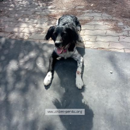 Photo 1/1 Chien retrouvé Perdu à Septemes les vallons