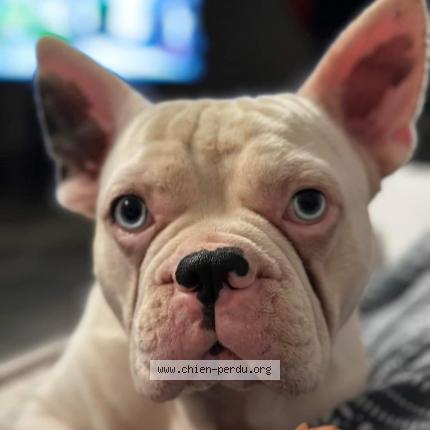 Photo de chien perdu à Izon