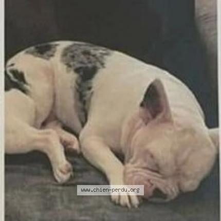 Photo 2/2 Chien retrouvé Perdu à Izon