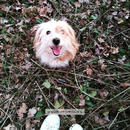 Photo de chien perdu à Pulversheim