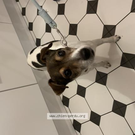 Photo de chien trouvé à Chartres