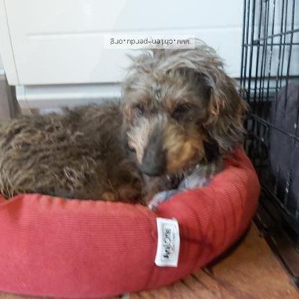 Photo 1/1 Chien retrouvé Trouvé à Saint Aubin Fosse Louvain