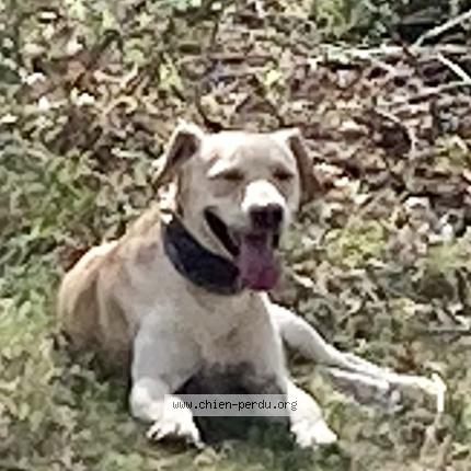 Photo 1/1 Chien retrouvé Perdu à Bruniquel