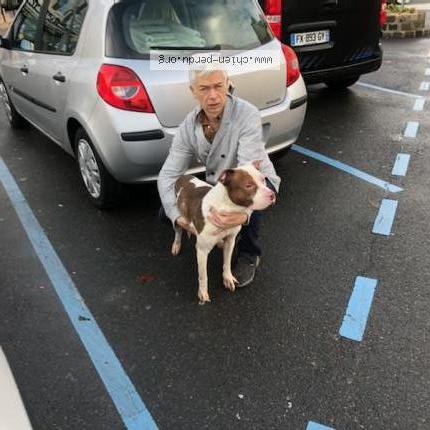 Photo 1/1 Chien retrouvé Trouvé à Fontainebleau