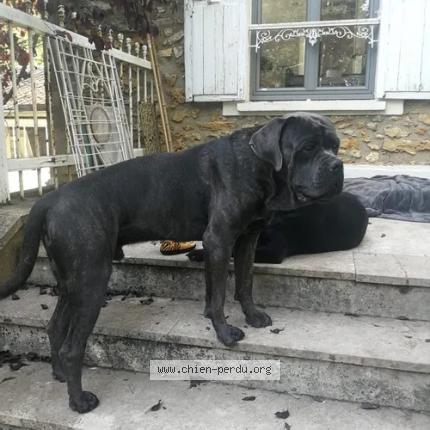 Photo 2/2 Chien retrouvé Perdu à Fontainebleau