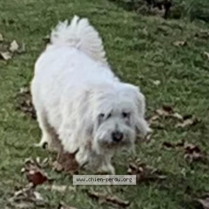 Photo 1/1 Chien retrouvé Perdu à Pau