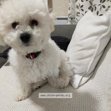 Photo 1/1 Chien retrouvé Perdu à Mons en baroeul