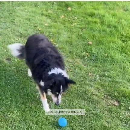 Photo de chien perdu à Redon