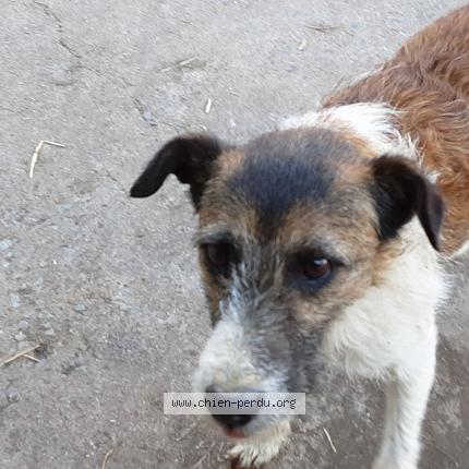 Photo 1/1 Chien retrouvé Perdu à Saint Jouin De Milly
