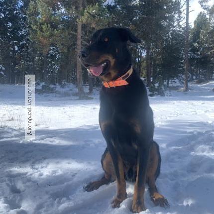 Photo de chien perdu à Magalas