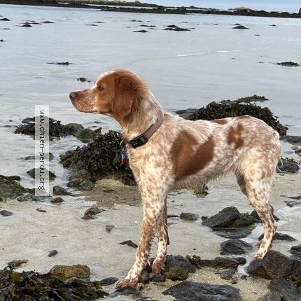 Photo 1/1 Chien retrouvé Perdu à Landeda
