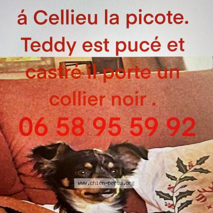 Photo 1/1 Chien retrouvé Perdu à Cellieu