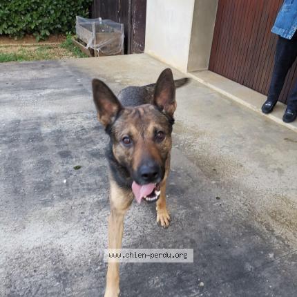 Photo de chien trouvé à Beaufort Orbagna