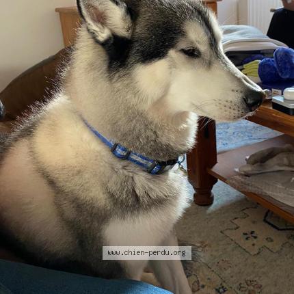 Photo 1/1 Chien retrouvé Perdu à Lyon