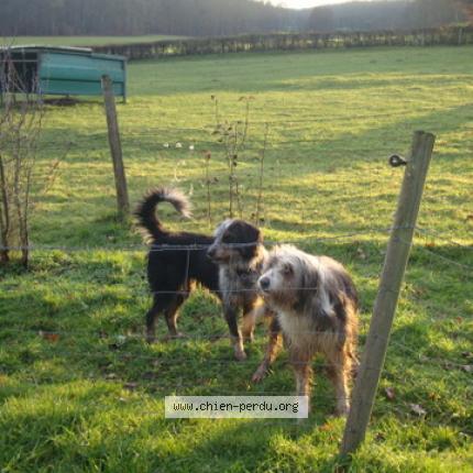 Photo de chien trouvé à Vandenesse