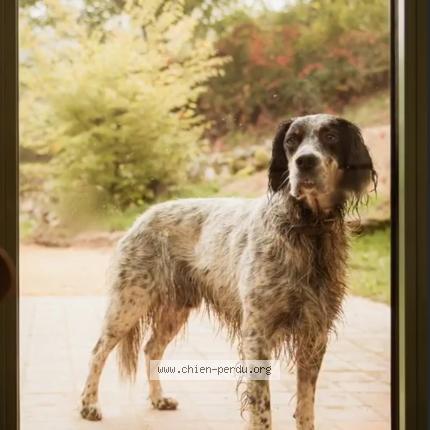 Photo 1/1 Chien retrouvé Perdu à Druy Parigny