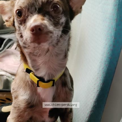 Photo 1/1 Chien retrouvé Perdu à Merignac