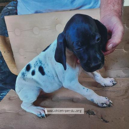 Photo 1/2 Chien retrouvé Perdu à Rouillac 22250