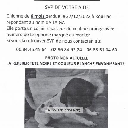 Photo 2/2 Chien retrouvé Perdu à Rouillac 22250