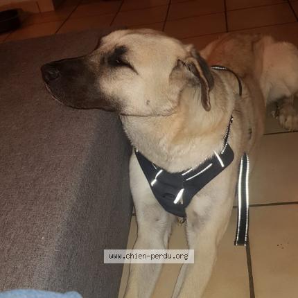 Photo 1/1 Chien retrouvé Perdu à Thionville