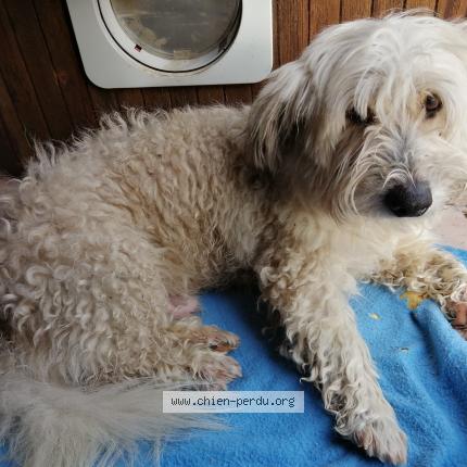 Photo 1/1 Chien retrouvé Trouvé à Riberac