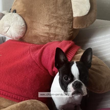 Photo de chien perdu à Albi
